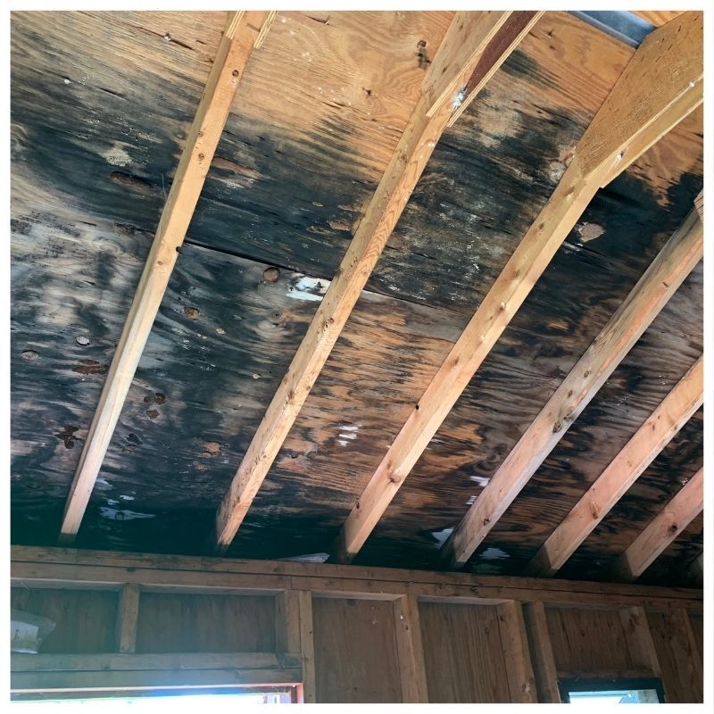 Affordable Mold Remediation