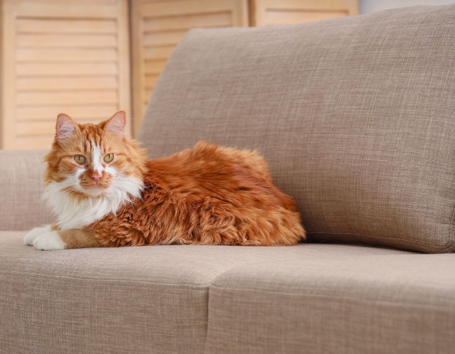 why-upholstery-cleaning-is-essential-during-allergy-season