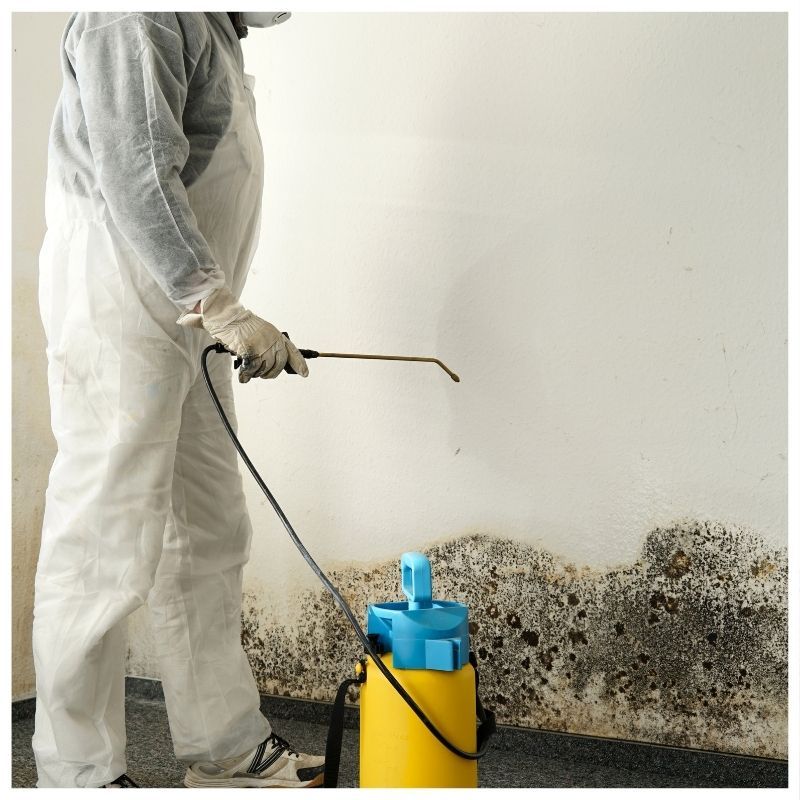 Mold remediation in Highland